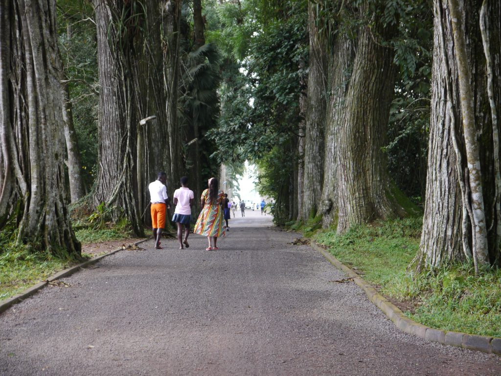 Visitors walking along a broad avenue lined with tall old trees in the Aburi Botanical Gardens in the Eastern Region of Ghana