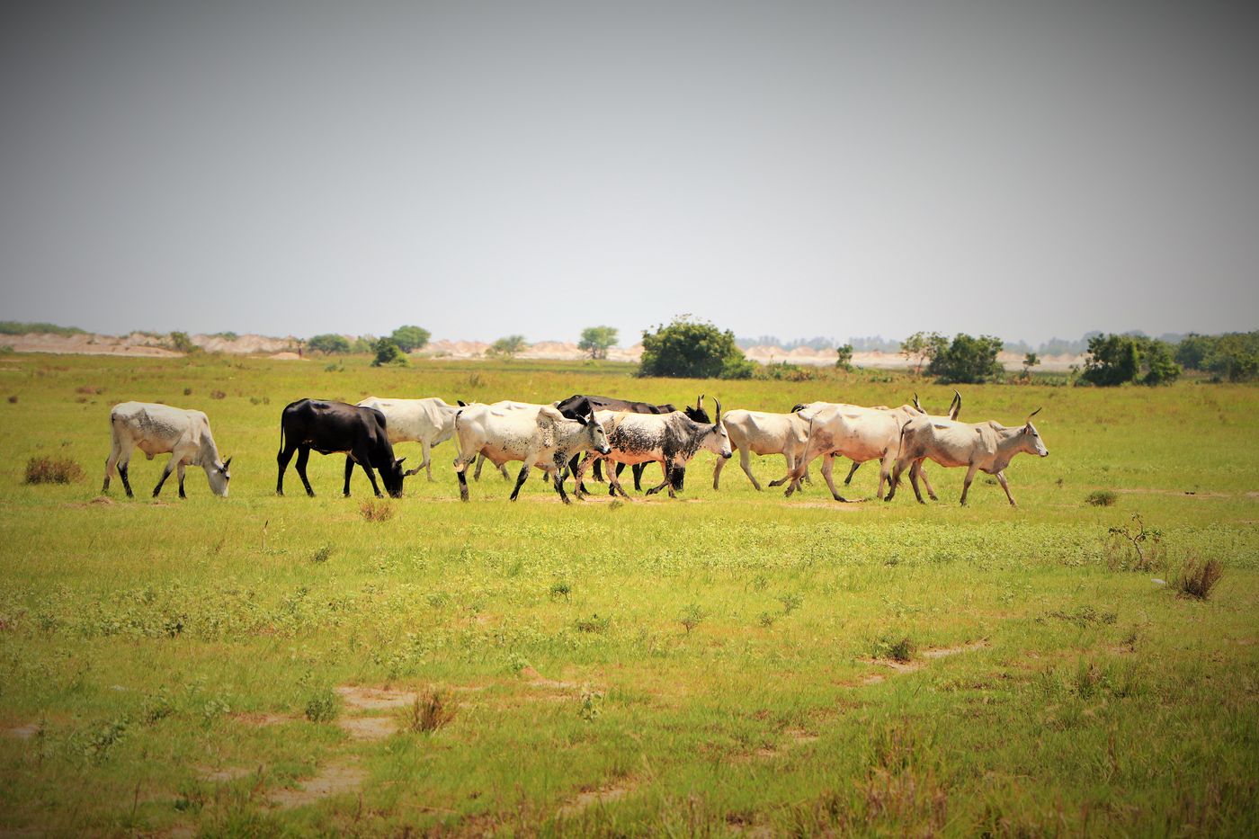 Cattle grazing on open grassland beside the Songor Lagoon in the Greater Accra Region of Ghana