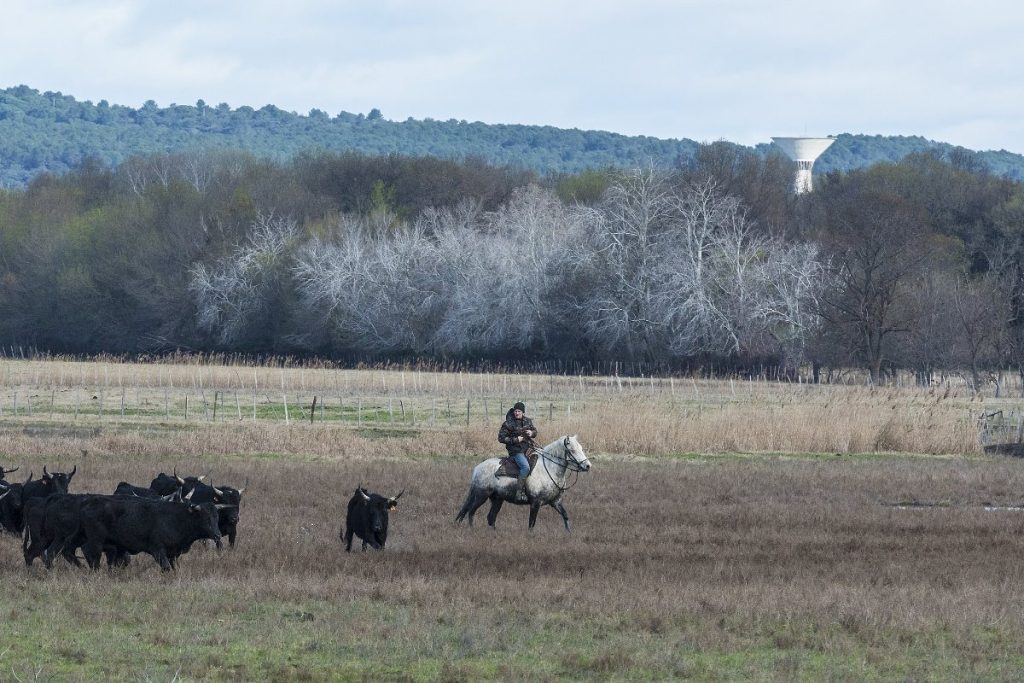 A gardian on horseback driving Camargue cattle across wet pasture in the Camargue, France