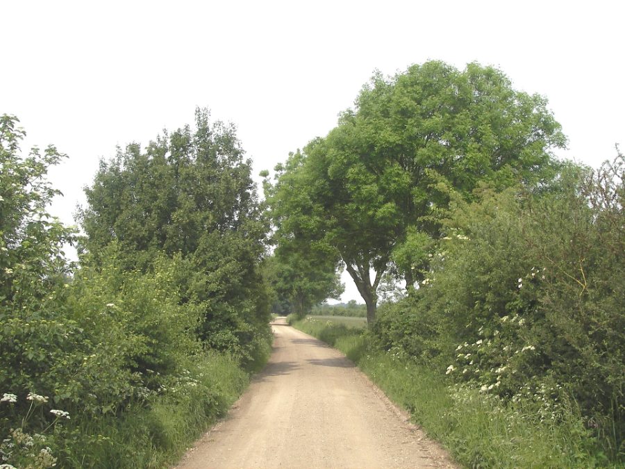 A sandy track running between old hedgerows in De Maasheggen near Oeffelt, the Netherlands