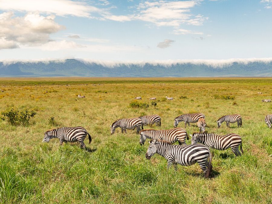 Plains zebras grazing on the grassland of the Ngorongoro Conservation Area, Tanzania